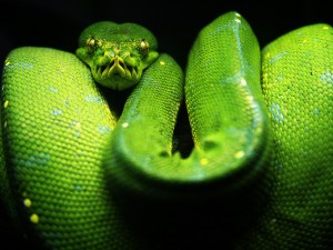 Upcoming Workshop: Intro to Programming with Python